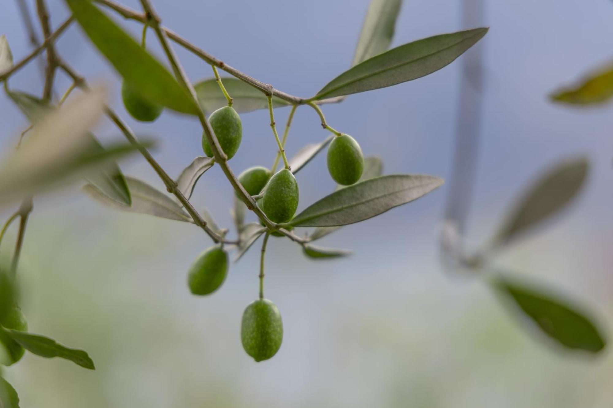 Llac Living Nature Hotel Limone sul Garda Esterno foto